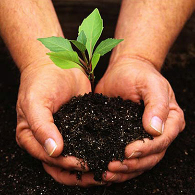 hands holding the rich soil and green seedling