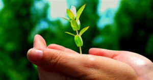 Doreen Downing || Photo of a seedling held by 7 Steps to Fearless Speaking